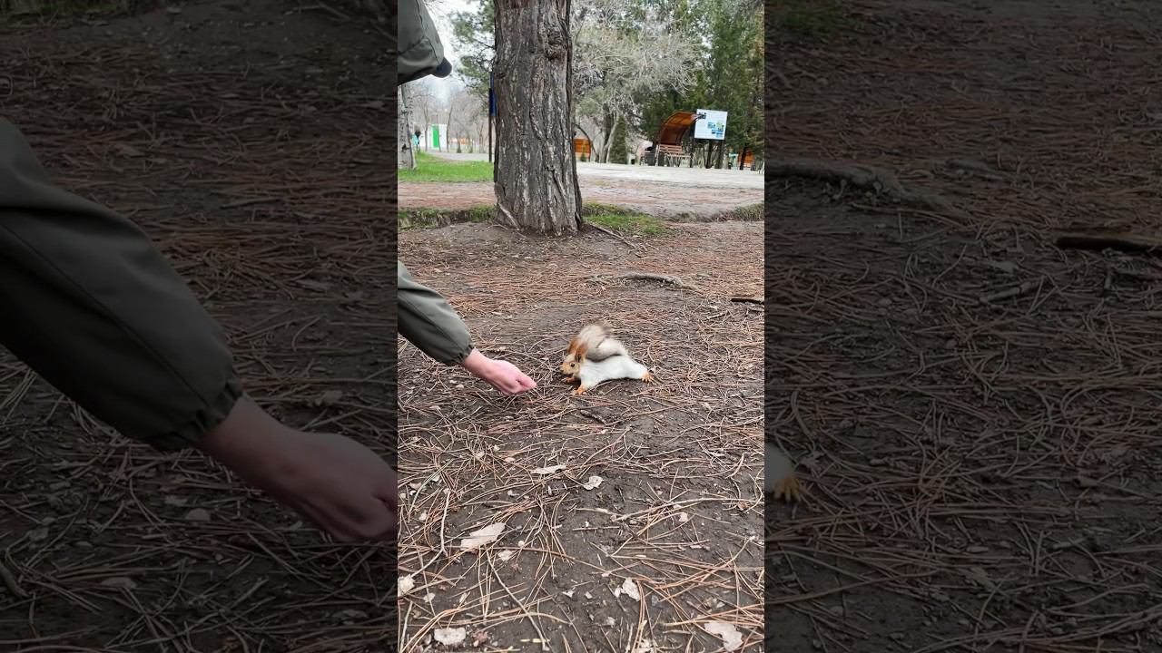 Милашная белочка #смешныеживотные #squirrel #белочки смотреть онлайн