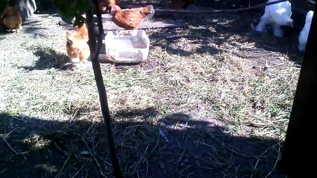 Радостная весть из курятника Первое яйцо,снесеннное карликом Род Айлендом П 11 смотреть онлайн