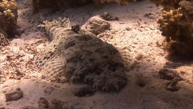 Опасное море. Опасные обитатели Красного моря. смотреть онлайн