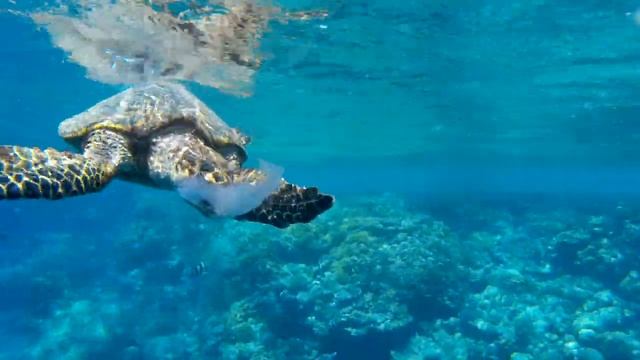 Turtle And Jellyfish.mp4