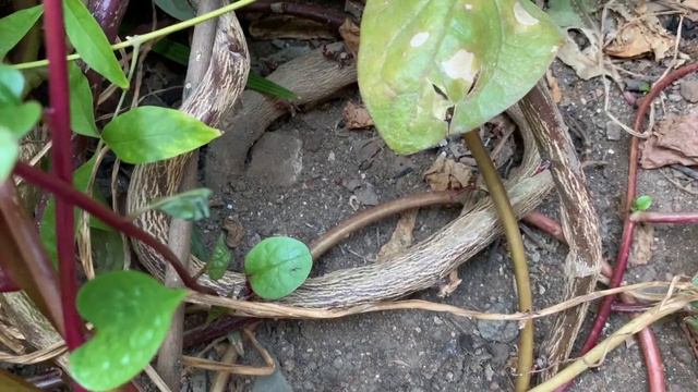Edible vertical garden.. malabar spinach смотреть онлайн