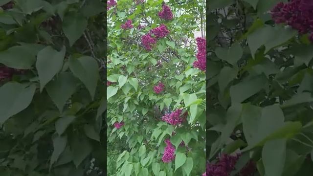 Цвет сирени ● Lilac color смотреть онлайн