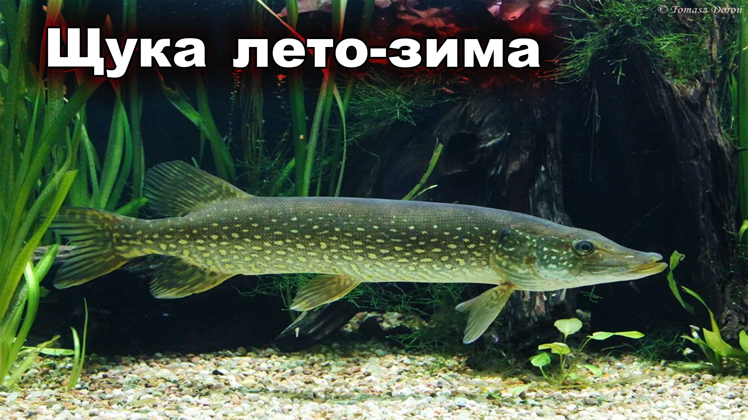 Щука лето - зима смотреть онлайн