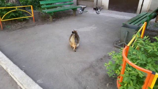 Толстый кот Степа вышел погулять и поваляться смотреть онлайн