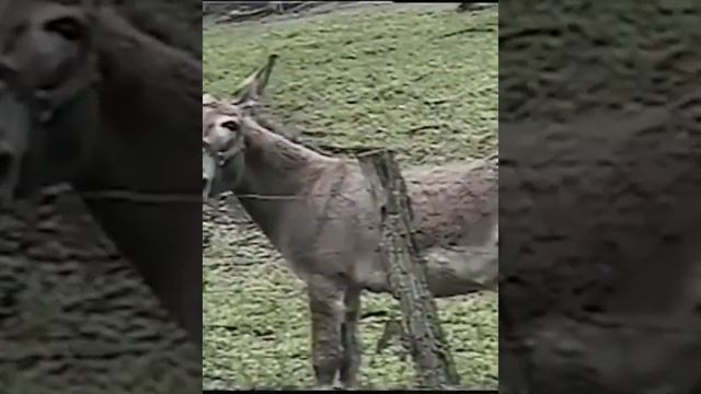 Best Funny Cats and Dogs 🐶🐱 Part 13 #funnyvideo #2022 смотреть онлайн