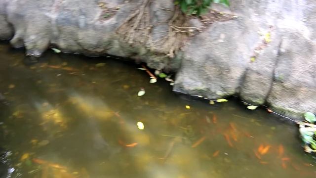 Что посмотреть в Нячанге. Где купить экскурсии в Нячанге смотреть онлайн