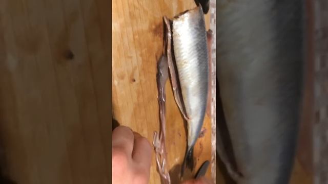 Селедка с глистами смотреть онлайн