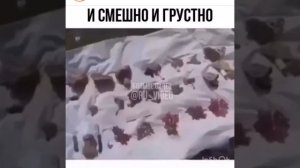 Это правда ? Нельзя собирать ? Грибы ягоды и тп !