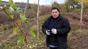 Обрезка молодого винограда