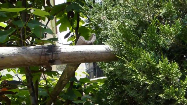 VLOG: джунгли за окном, дворик, кошки и вид с крыши смотреть онлайн