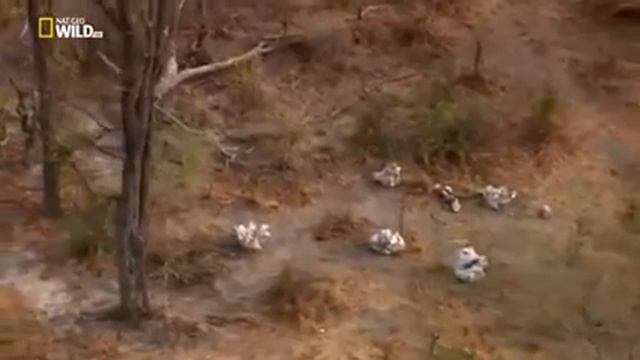 Мир  животных  Африка