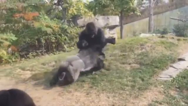 Winston Overwatch Play Of The Game Parody смотреть онлайн