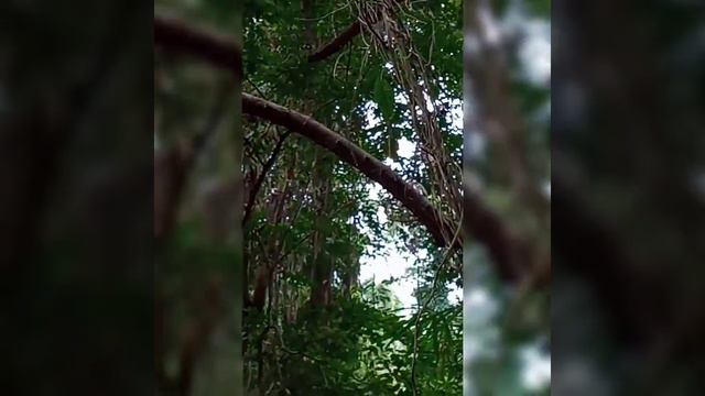 Hunting wild Orchids Part 2/ Spider Orchids Ang aking Nakita😄 смотреть онлайн