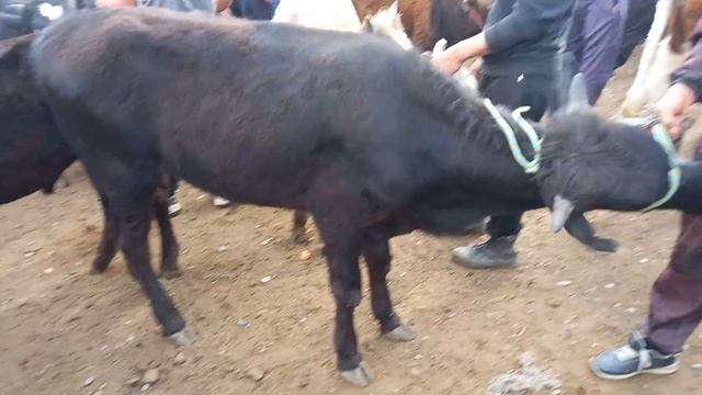 МОЛБОЗОРИ ХИСТЕВАРЗ ХУДЖАНД ЖУМА БОЗОР ЖИВОЙ ВЕС БУКАЧА ГУНОЖИНЧА 12 мая 2023 г. смотреть онлайн