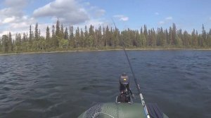 Ловим СИГА летом на удочку