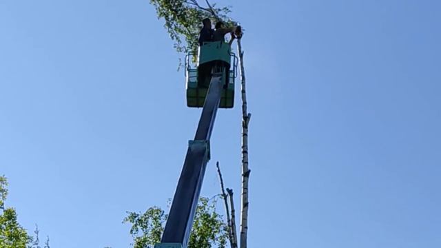 Спил деревьев. Бригада гарантирует качество! ?