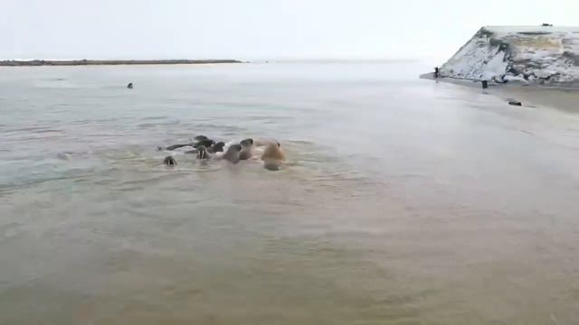 Моржи купаются на Ямале смотреть онлайн