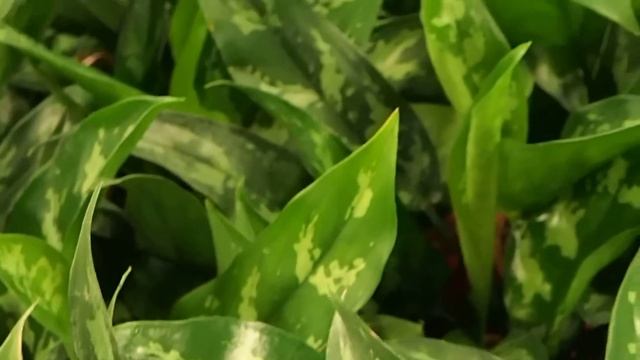 Aglaonema cummutatum 'Maria' смотреть онлайн
