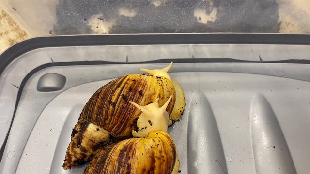 Номера образования