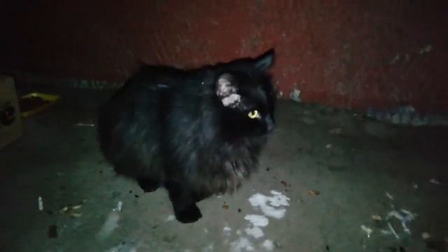 Кота выбросили на улицу в мороз и снегопад 11.02.2021 смотреть онлайн