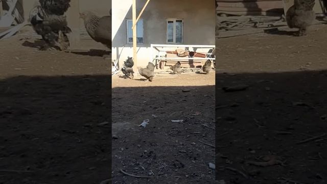 Тёмный Брама Каракалпакстан Город Ходжейли смотреть онлайн
