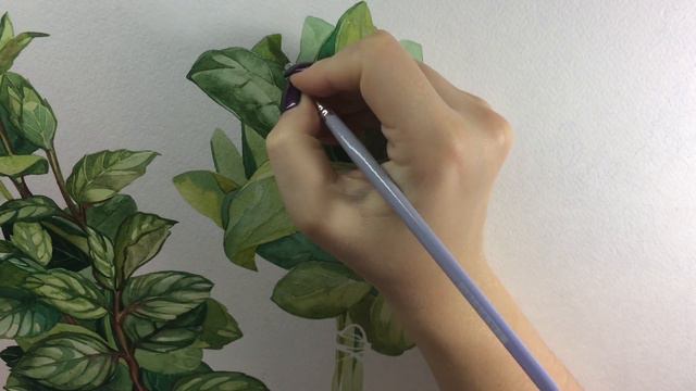 Рисую зеленый базилик // Paint plant Basil смотреть онлайн