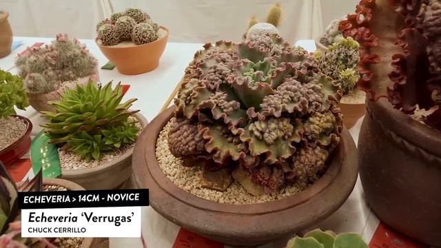 Succulents Identification: Echeveria ‘Verrugas’ смотреть онлайн