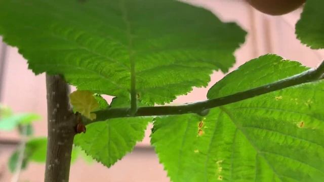 ФУНДУК в БЕЛАРУСИ. САЖЕНЦЫ , КОГДА БУДУТ ОРЕХИ ?? СОРТ КАТАЛОНСКИЙ.ИНФОРМАЦИЯ для НОВИЧКОВ #брест смотреть онлайн