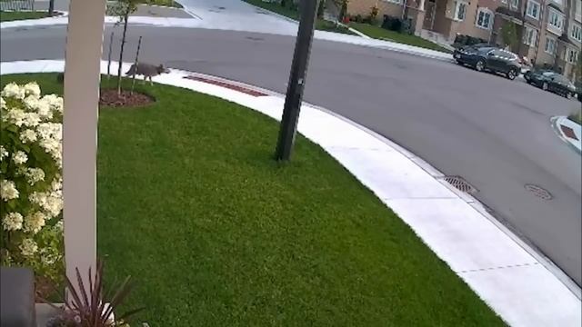 Brave Yorkie Dog Saves Boy From Coyote ! смотреть онлайн