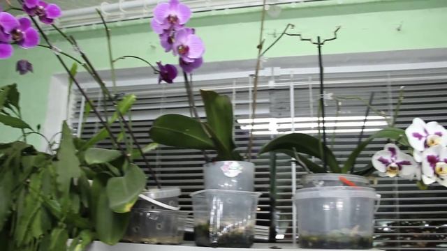 Экскурсия по дому. Мой зимний сад. | Indoor Plants. смотреть онлайн