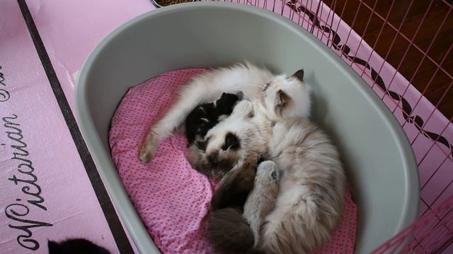 Such Great Mothers Sharing Nursing and Raising Two New Litters смотреть онлайн