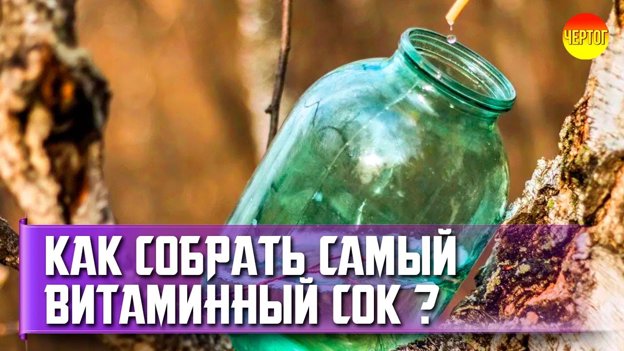 Сбор берёзового сока. Как собирать березовый сок? смотреть онлайн