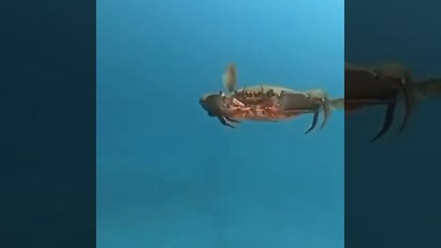 Краб летает смотреть онлайн