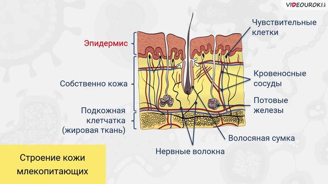 16. Общая характеристика классов Птицы и Млекопитающие смотреть онлайн