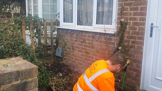 Removing pyracantha in Aldershot смотреть онлайн