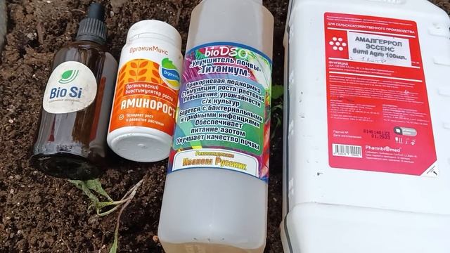 Ответы на вопросы про фосфор и холодную воду для роз. смотреть онлайн