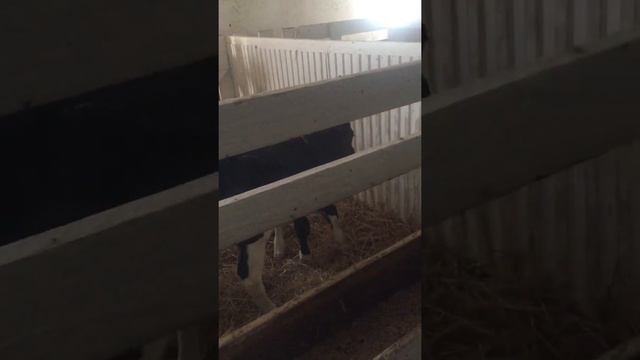 Телята голштино фризы смотреть онлайн