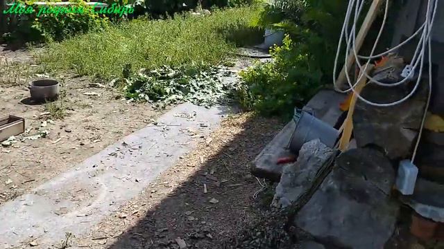 Гоша на улице с Матильдой. Про курочку и других гусей. Из замороженных яиц появился первый гусенок! смотреть онлайн