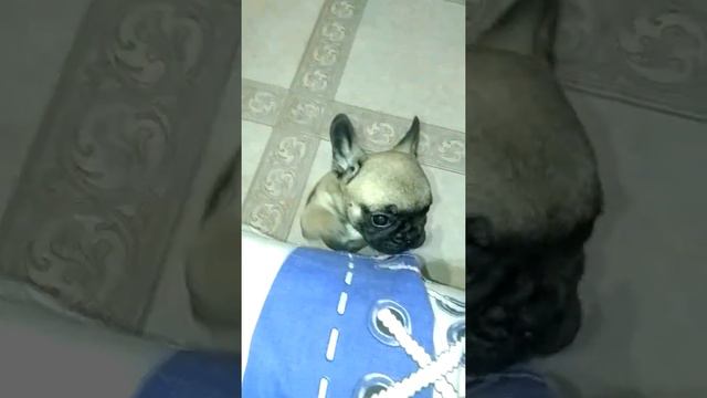 Маленький щенок бульдога просится на диван )) смотреть онлайн