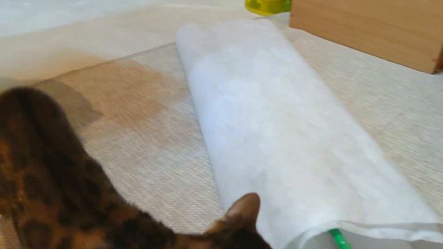 Бенгальская кошка Миля как котенок прячется в рулоне бумаге смотреть онлайн