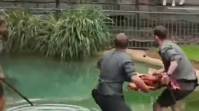 Гребнистый крокодил. Вот это мощь! смотреть онлайн