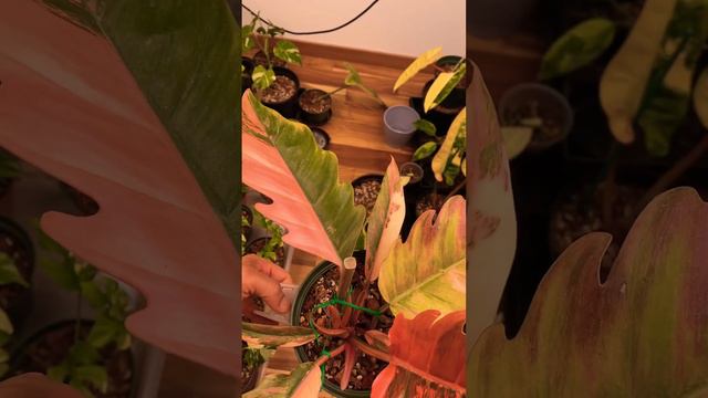 Philodendron Caramel Marble- high Var. - Monstera QueenZ смотреть онлайн