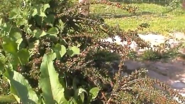 Cotoneaster horizontalis y fauna auxiliar.WMV смотреть онлайн