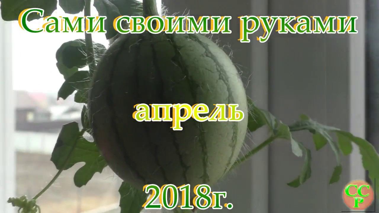 ВОТ ТАК ЯГОДКА!!! Арбуз на окне. Формируем и подкармливаем смотреть онлайн