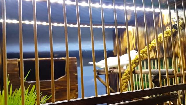 Рисовки Амадины и Другие детали смотреть онлайн
