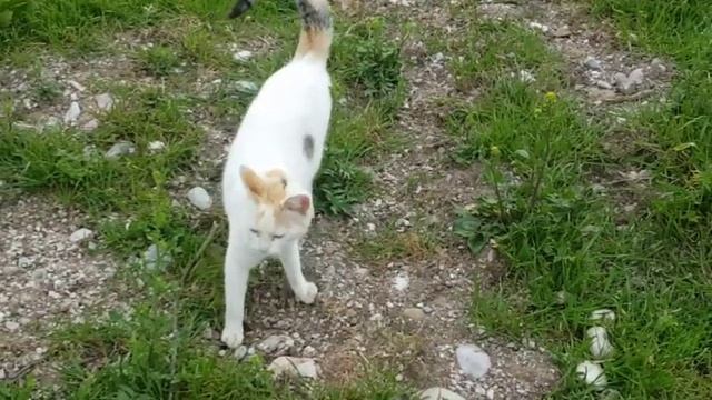 in the world of animals on the piano dogs + cats + ponies смотреть онлайн