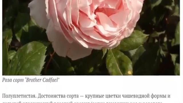 Розы в вашем саду. 15 лучших романтических роз. смотреть онлайн