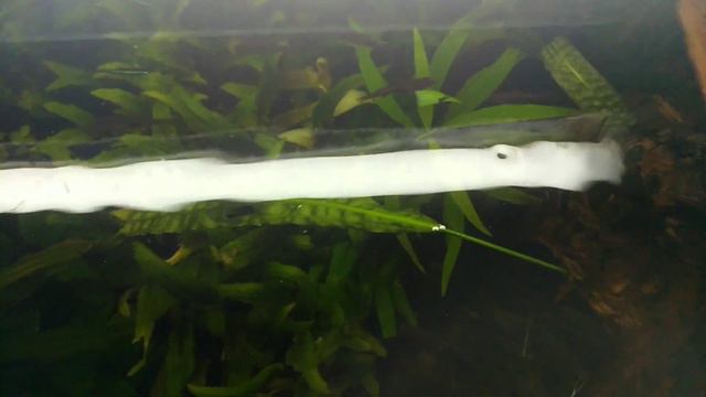 Аквариумистика : аквариум 45 дней без вмешательства  !