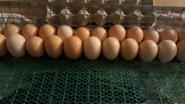 Как Заложить яйца в Инкубатор/ Инкубатор Норма Рейс смотреть онлайн