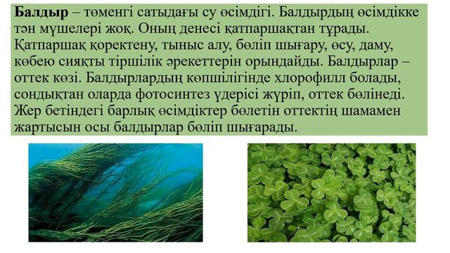 4 сынып жаратылыстану 2 сабақ Төменгі сатыдағы өсімдіктер смотреть онлайн